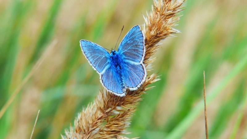 Голубянка Икар (Polyommatus Icarus).