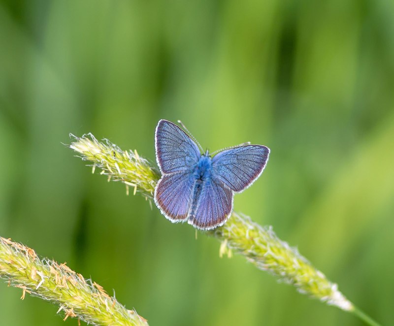 Голубянка Икар (Polyommatus Icarus).