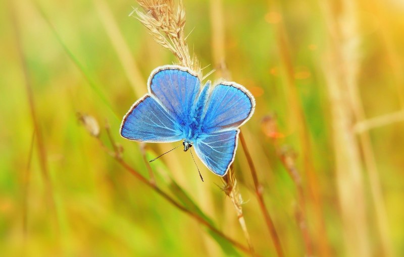 Голубянка Икар (Polyommatus Icarus).