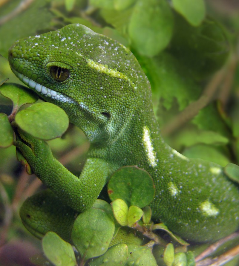 Naultinus grayii