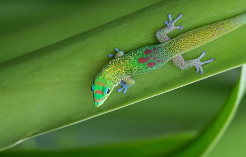 Ящерица Gekkonidae