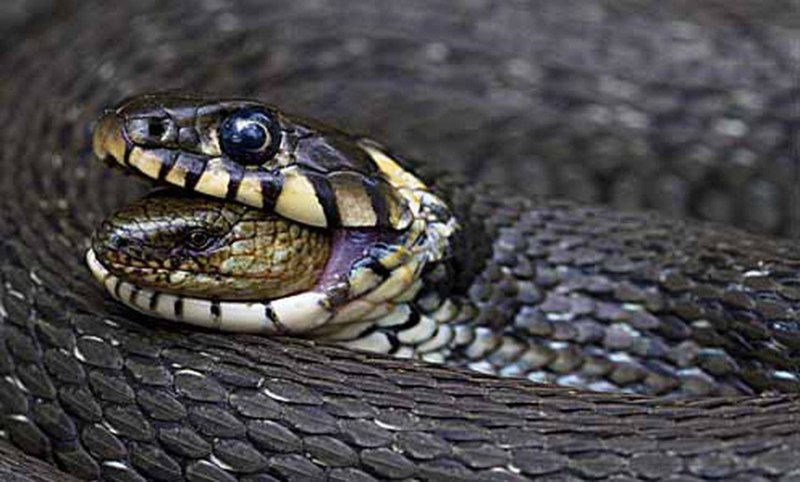 Кустарниковая гадюка (Atheris