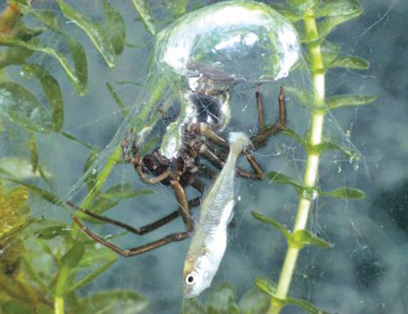 Lepisma saccharina