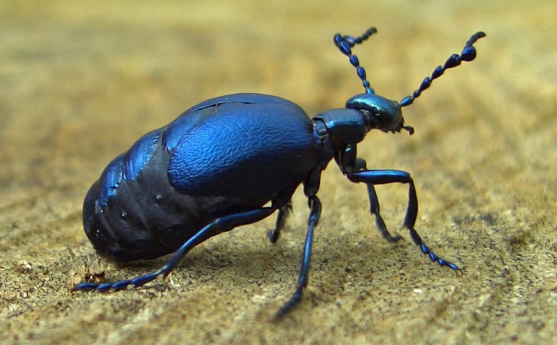 Acanthocinus aedilis