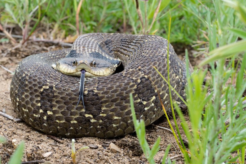Hognose змея
