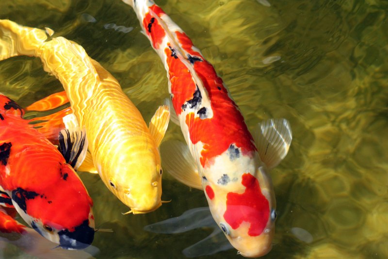 Рыбки японские Koi Fish