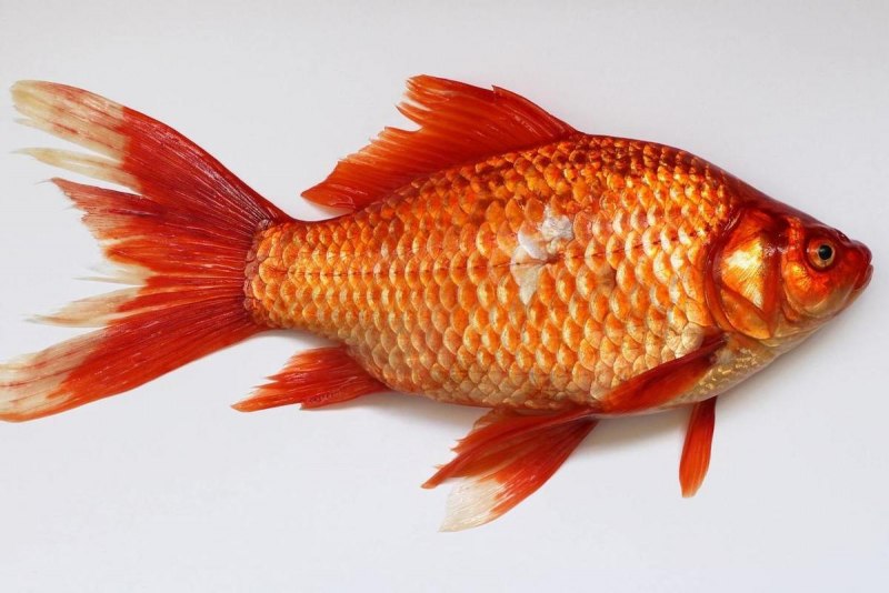 Карась золотой Carassius Carassius