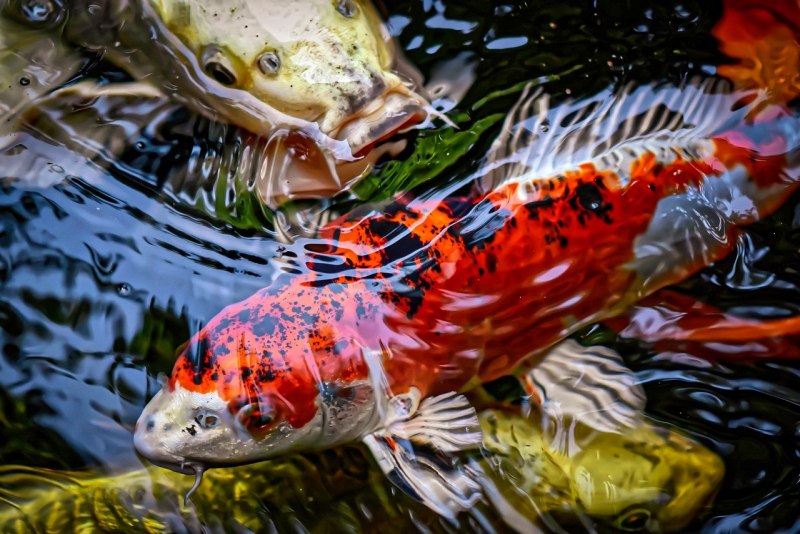 Карп-кои (Cyprinus Carpio) аквариум