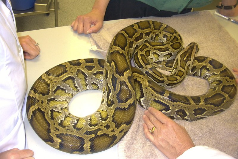 Python molurus bivittatus