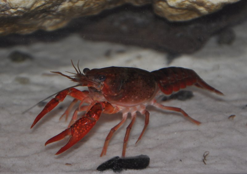 Procambarus clarkii