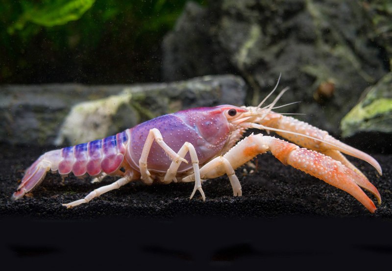 Procambarus alleni синий Флоридский рак.