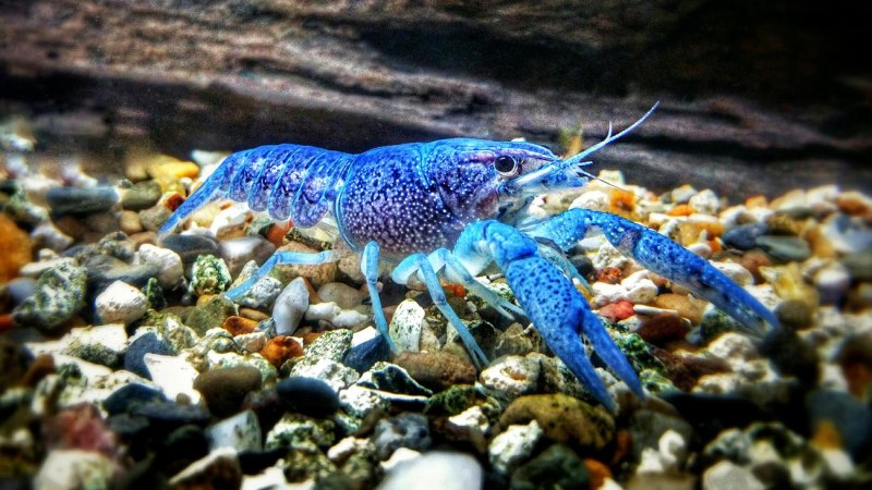Astacus Astacus