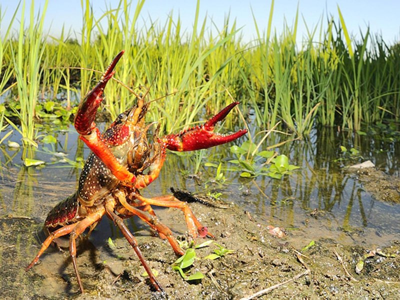 Procambarus virginalis