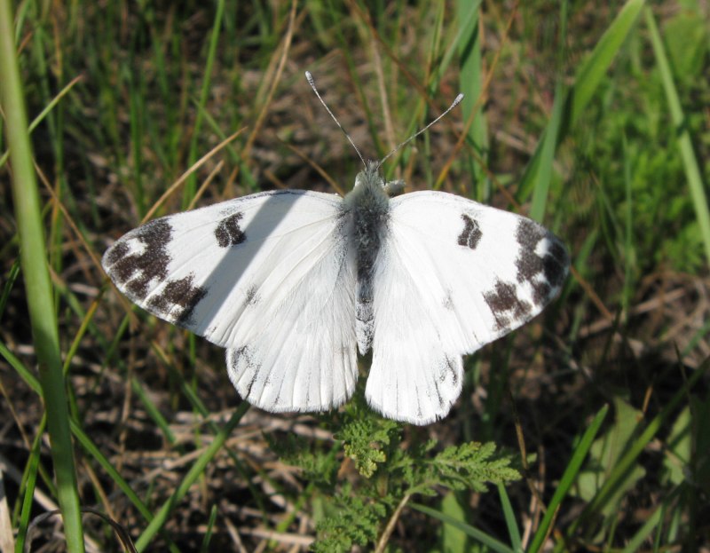 Beljanka (Белянка
