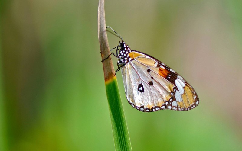 Pieris brassicae l