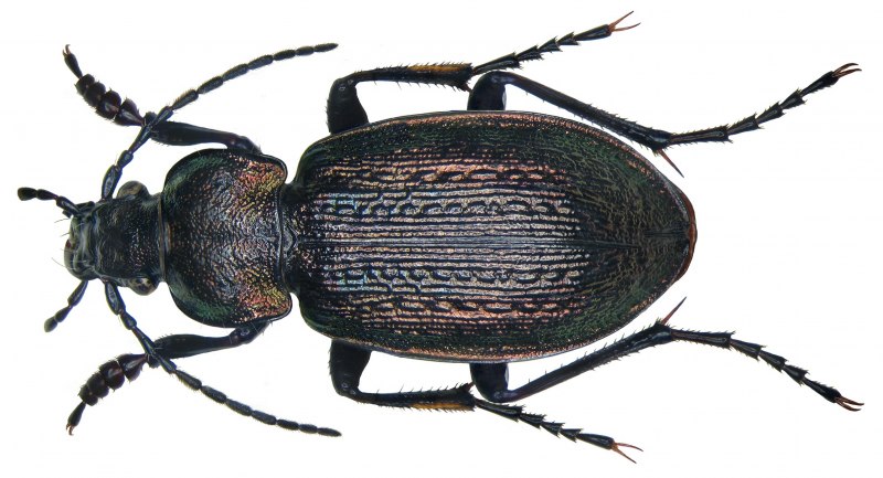 Carabus arcensis