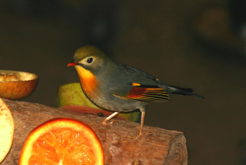 Китайский Соловей Leiothrix lutea