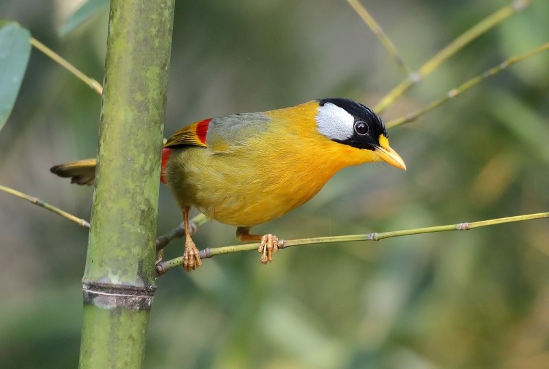Китайский Соловей Leiothrix lutea