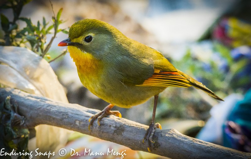 Red-billed Leiothrix