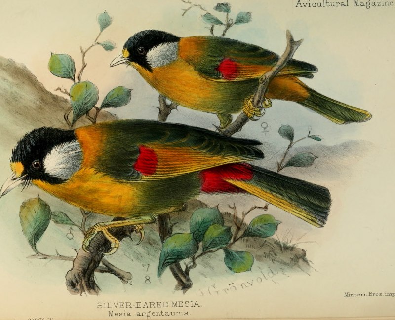 Pycnonotus jocosus
