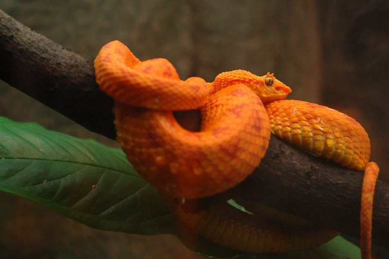 Oxyrhopus Melanogenys)