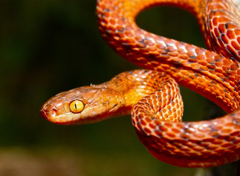 Eyelash Viper змея