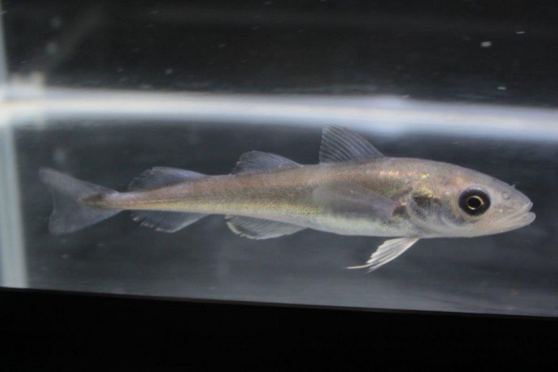 Сайка (Boreogadus saida)