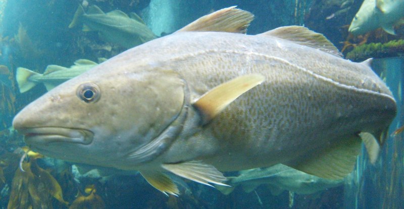 Eleginus navaga