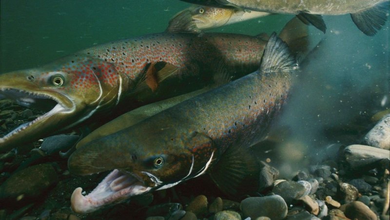 Alaska Pollock рыба