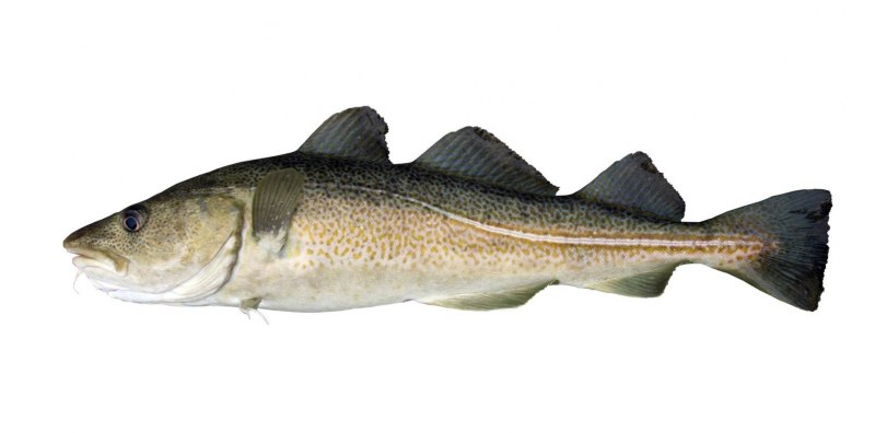 Атлантическая треска (gadus morhua)