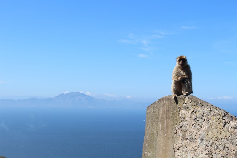 Gibraltar Apes funny