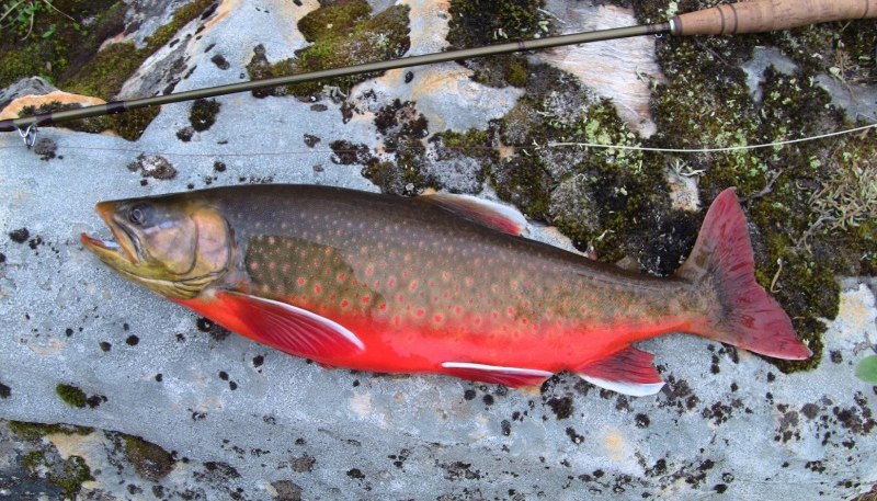 Salvelinus leucomaenis