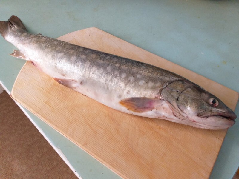 Арктический голец Salvelinus Alpinus