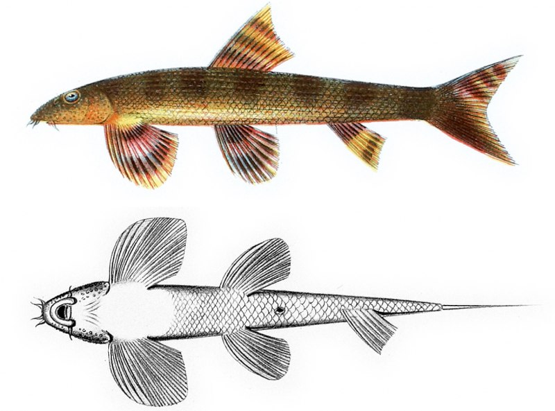Арктический голец Salvelinus Alpinus