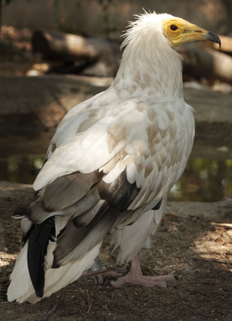 Neophron percnopterus