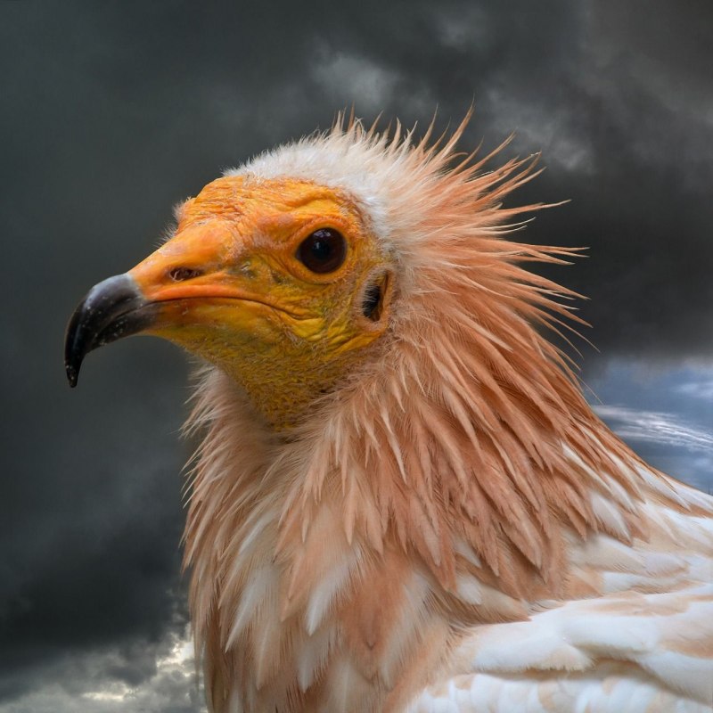 Neophron percnopterus