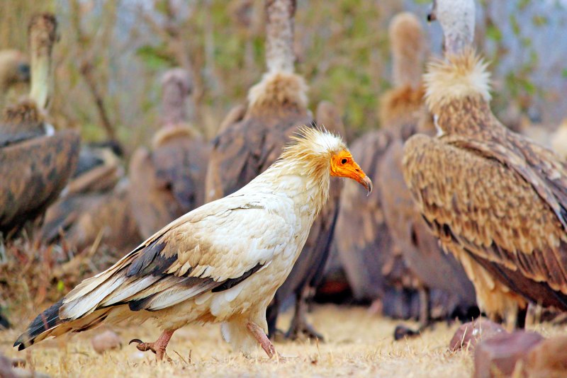 Neophron percnopterus