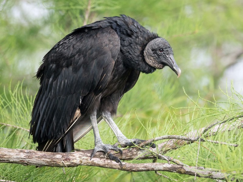 Lappet-faced Vulture