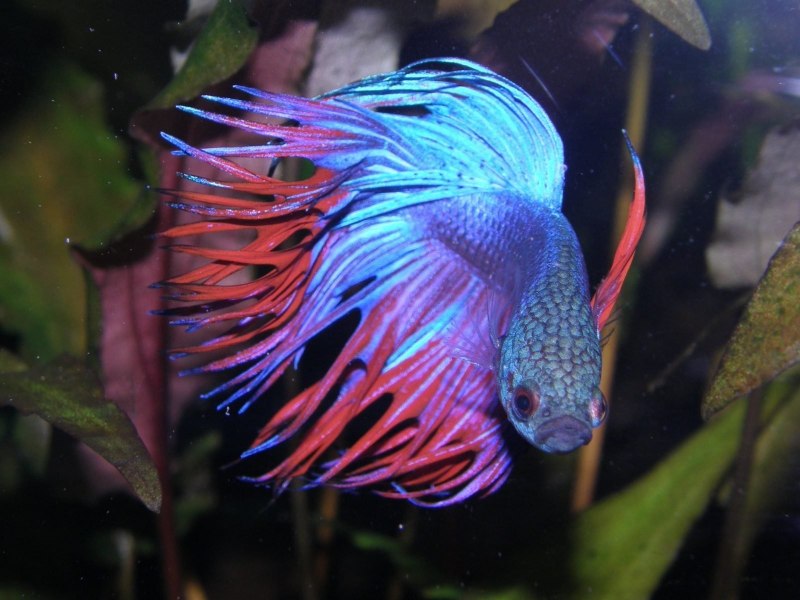 Рыбка петушок Betta splendens