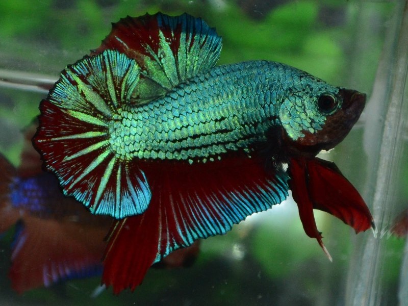 Рыбка петушок Betta splendens