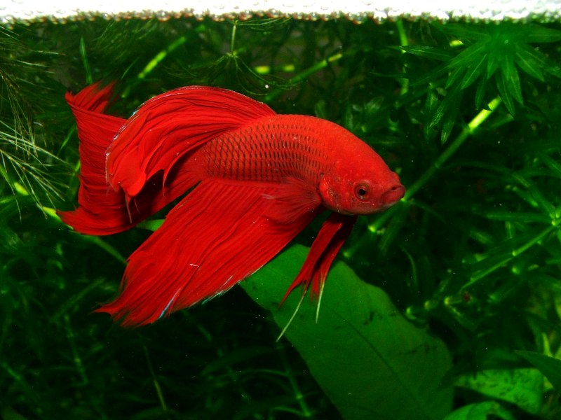 Рыбка петушок Betta splendens