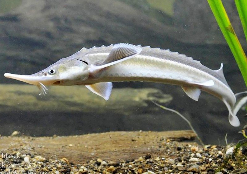 Осетр ( Acipenser transmontanus)