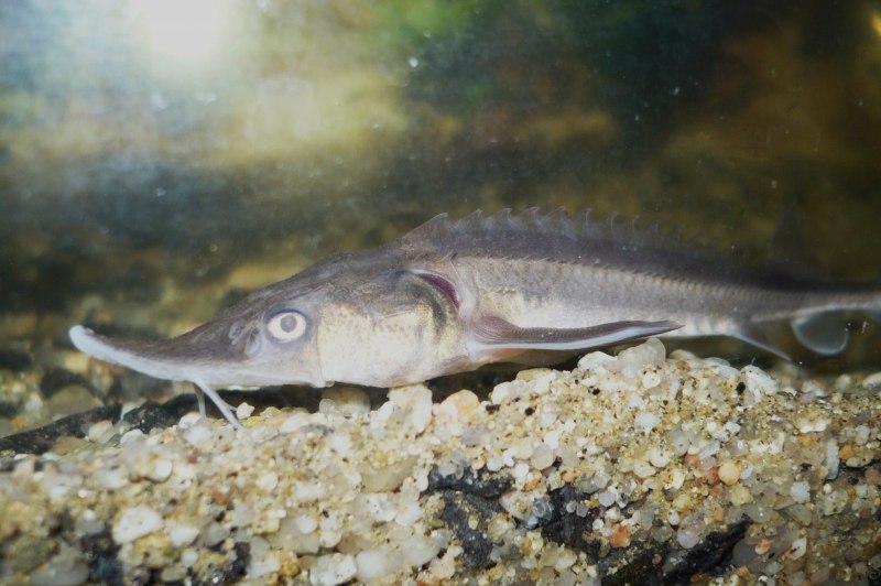 Севрюга (Acipenser stellatus)