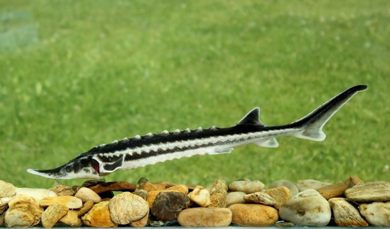 Севрюга (Acipenser stellatus)