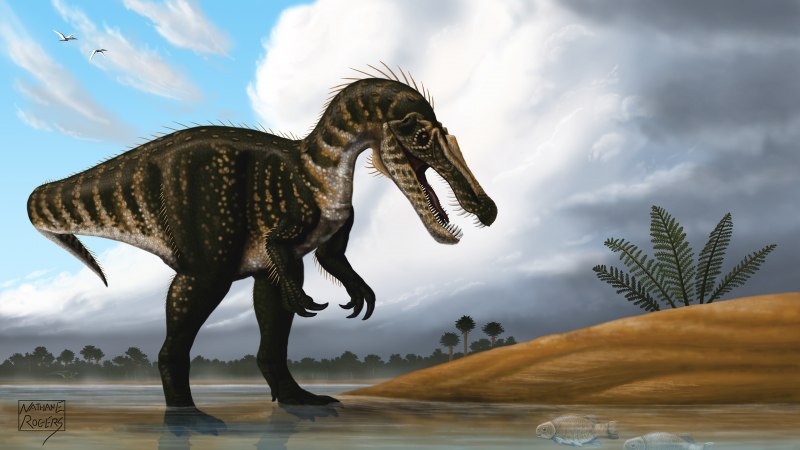 Baryonyx walkeri