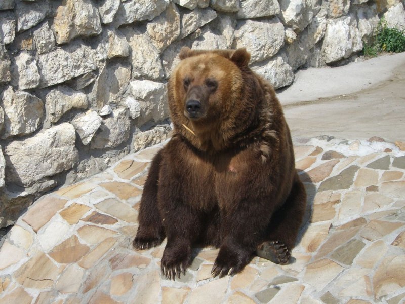 Амурский медведь