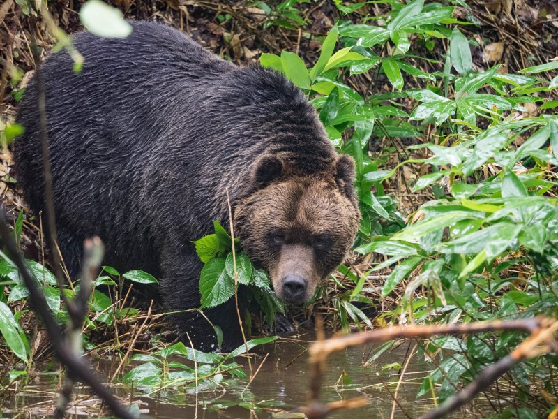 Бурый медведь (Ursus arctos)