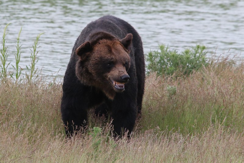 Бурый медведь (Ursus arctos) Камчатка