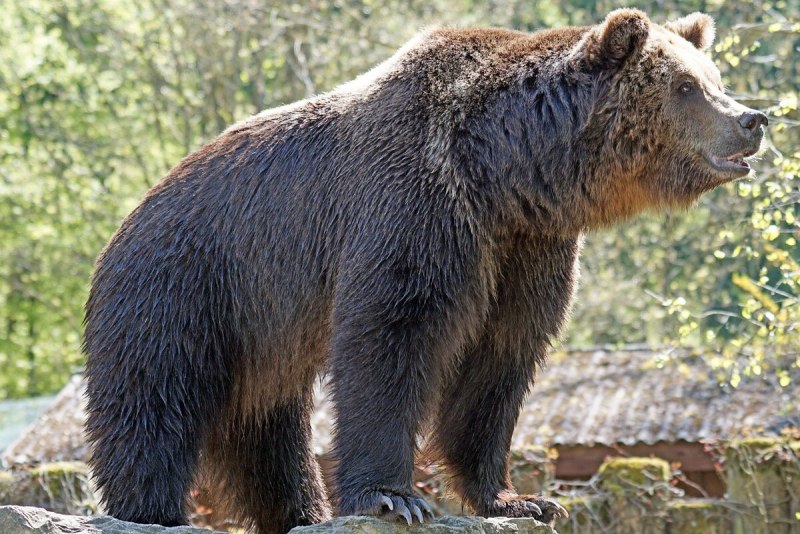 Бурый медведь в Марий Эл