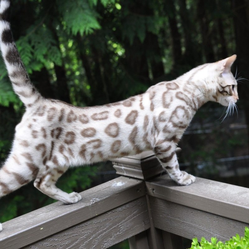 Бенгальская кошка Линкс